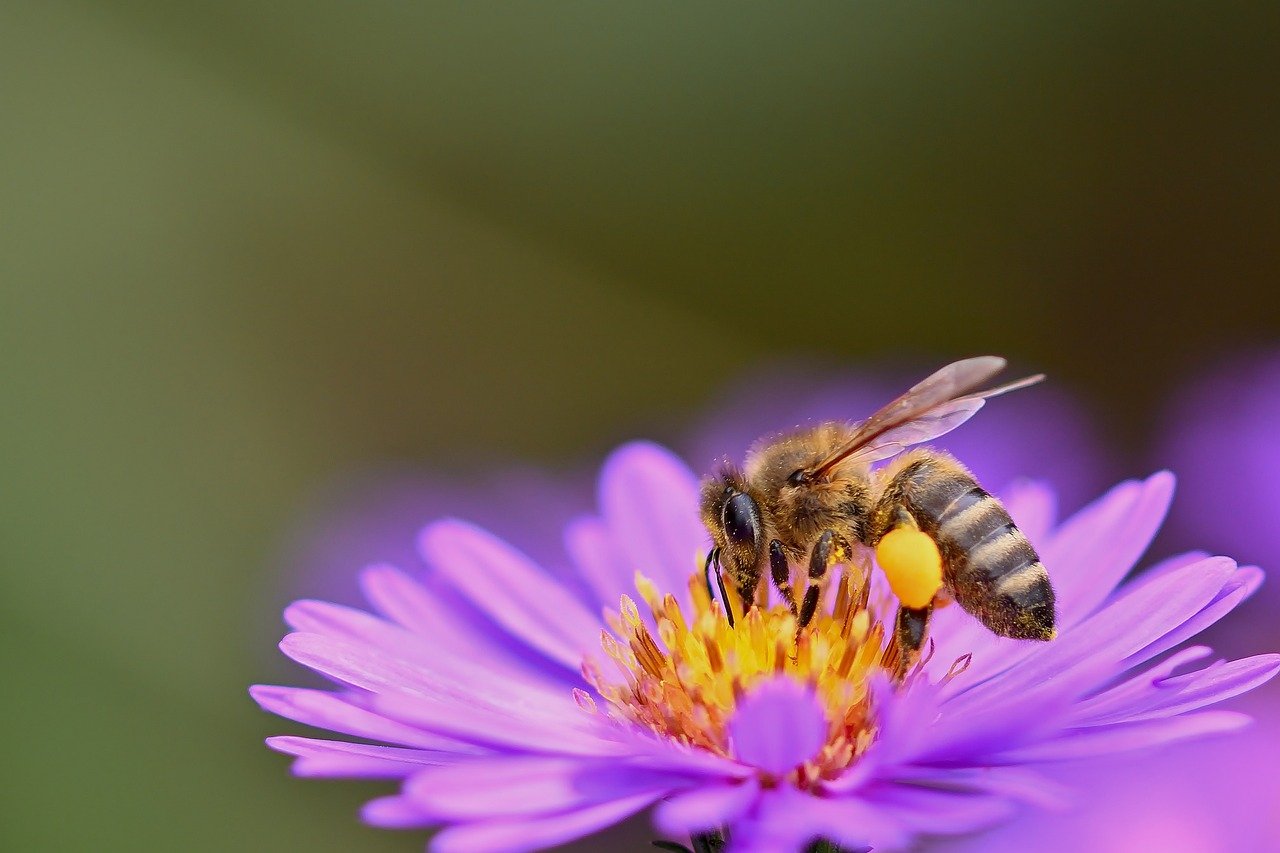 honey bee, bee, flower-8295378.jpg